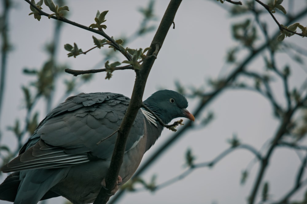 un oiseau est perché sur une branche d’arbre