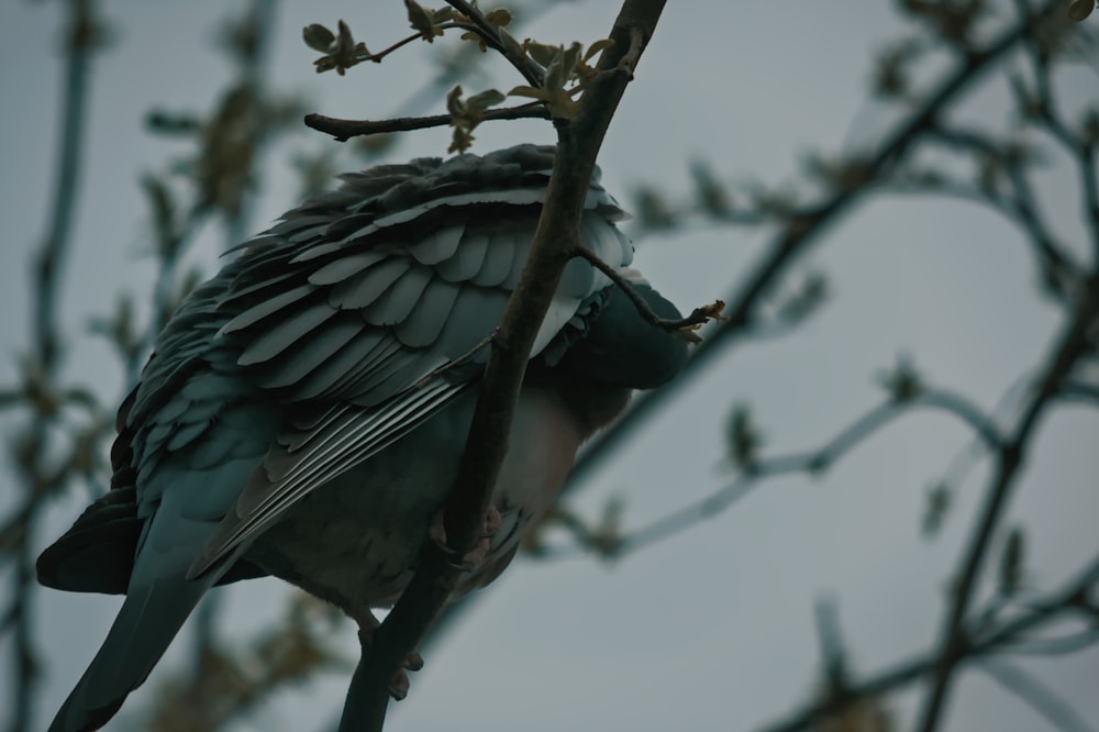 un oiseau assis sur une branche d’arbre