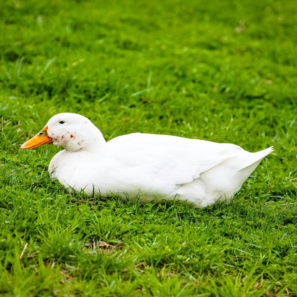 a white duck sitting on top of a lush green field