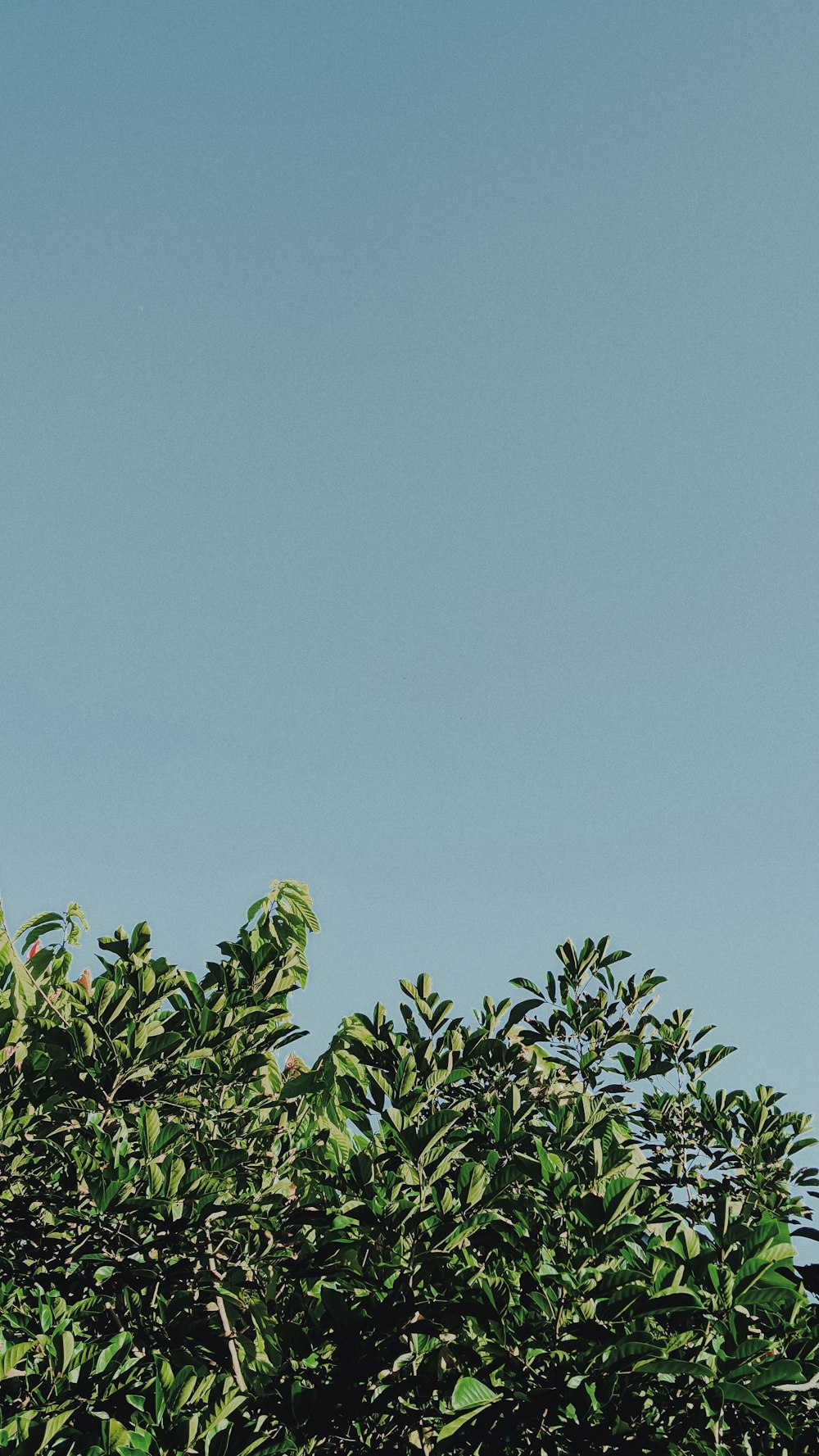 a plane flying over a tree filled with green leaves