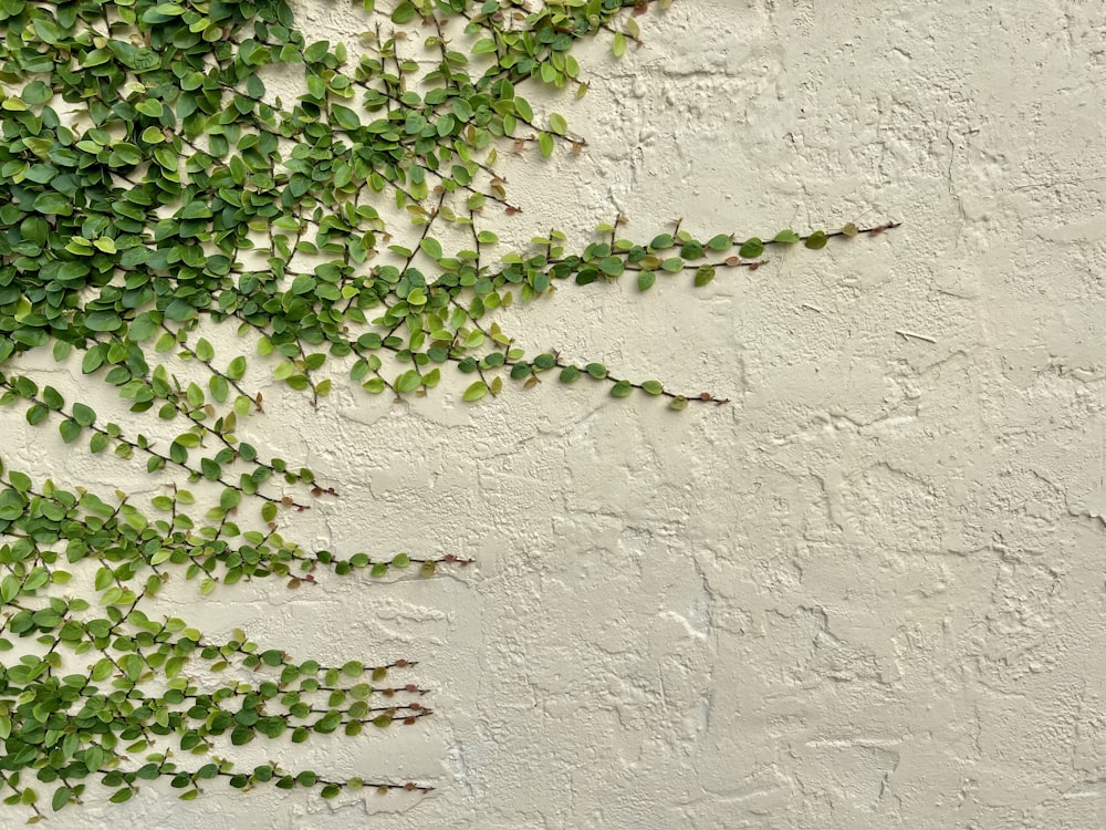 a plant is growing on the side of a building