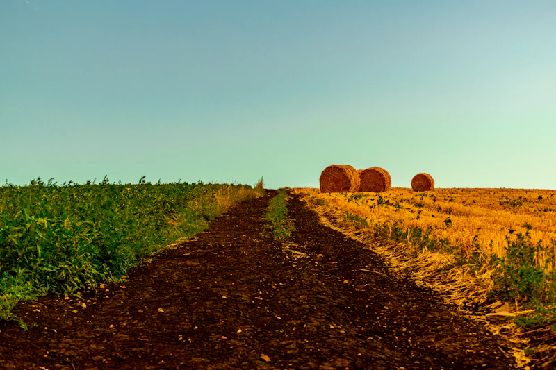Round bales sitting on a harvested field