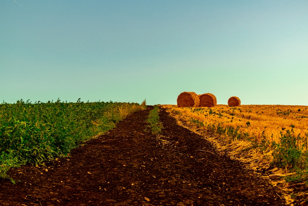 hay bales in the middle of a field