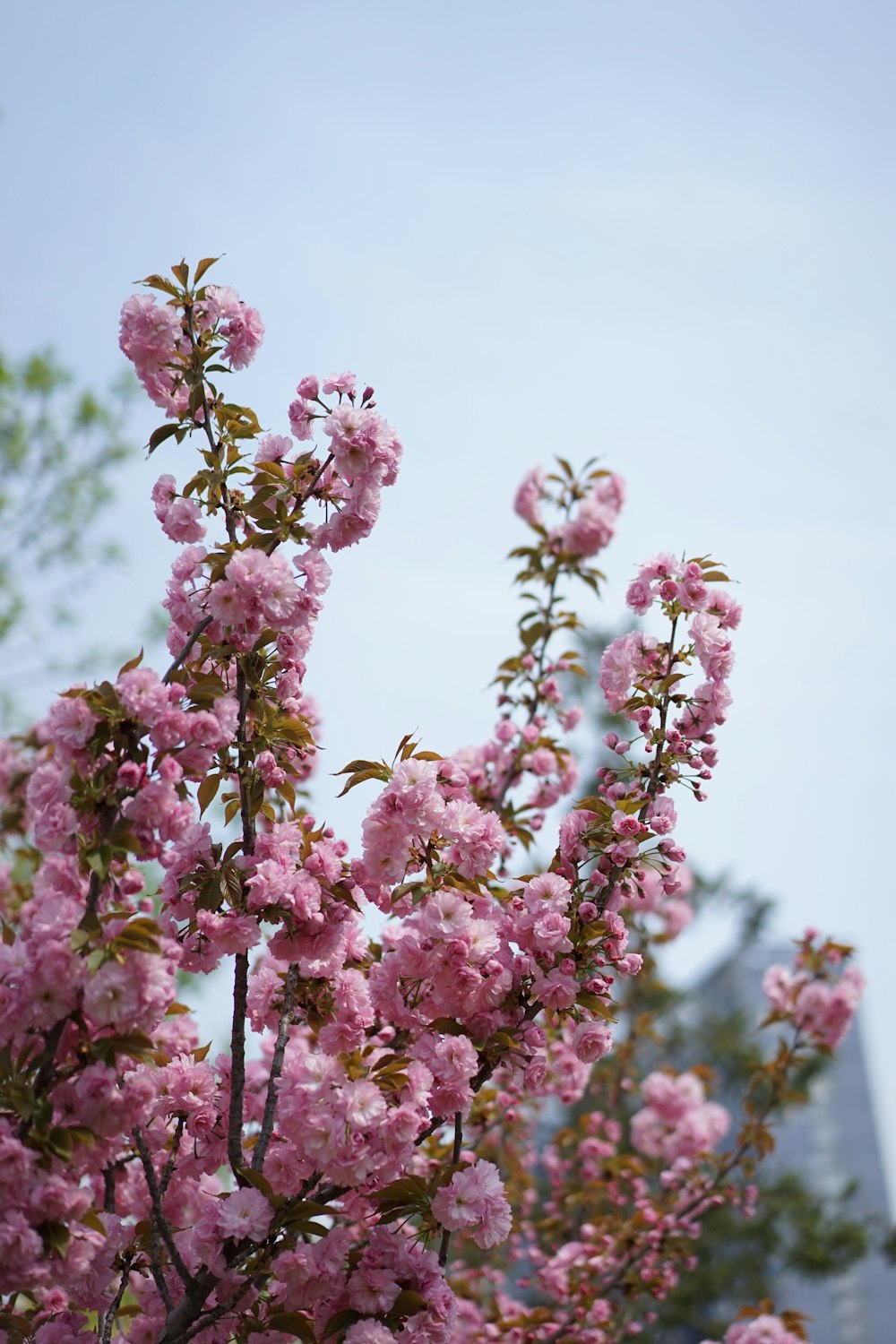 a tree with pink flowers in front of a building