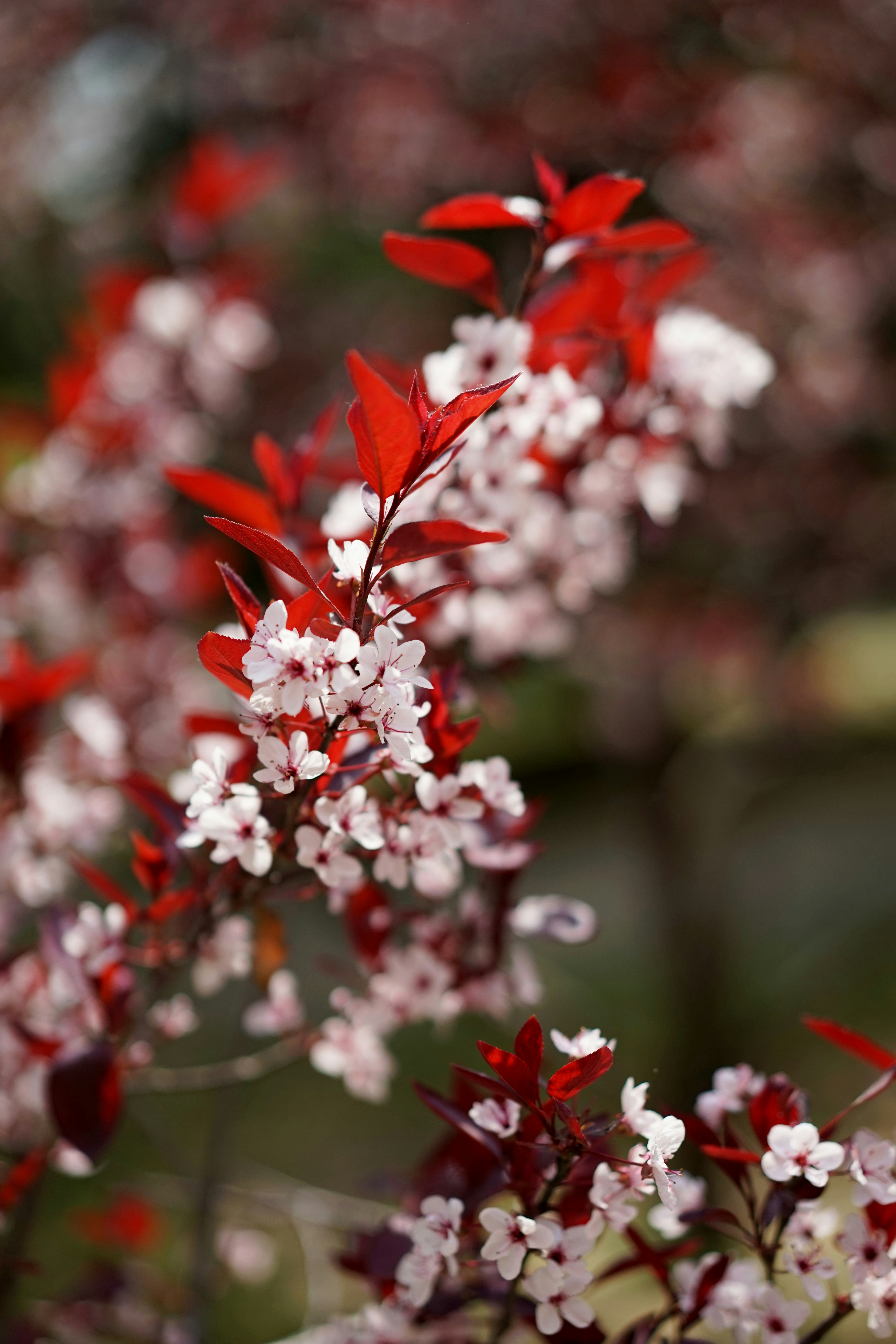 Photo by xiaoyulifish