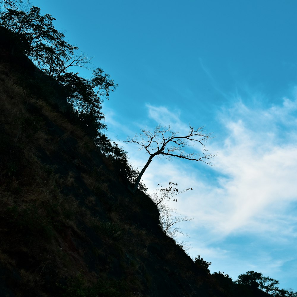 a lone tree on the side of a hill