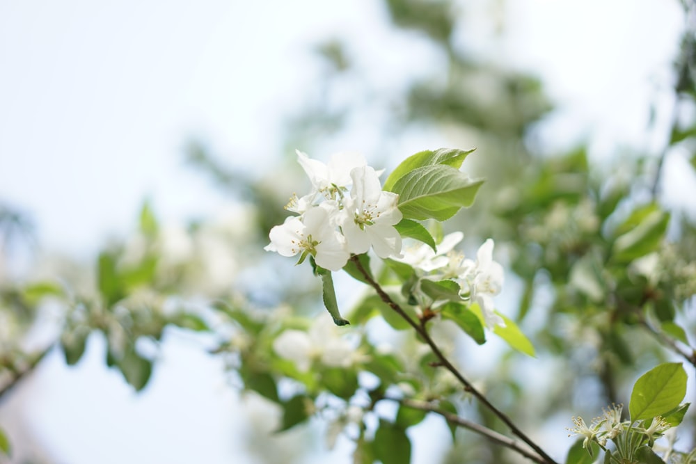 a branch with white flowers and green leaves