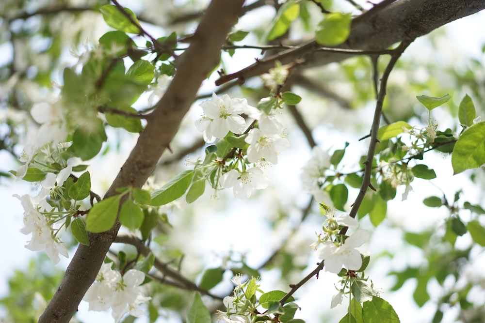 a tree with white flowers and green leaves