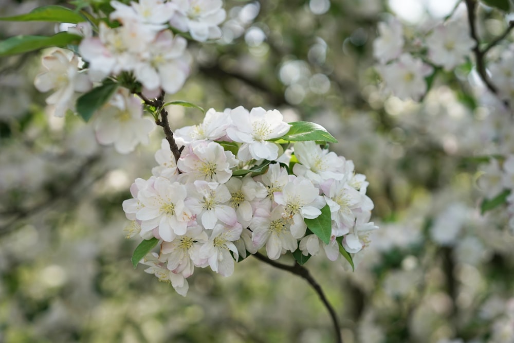 a bunch of flowers that are on a tree