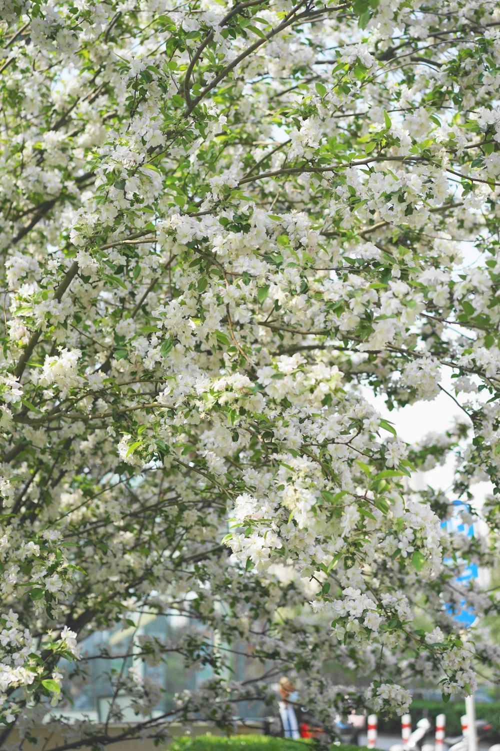 a tree with white flowers in a city park