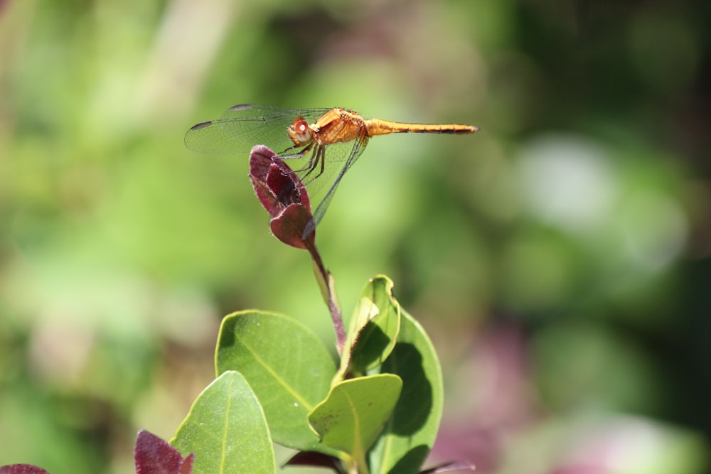 a dragonfly sitting on top of a leafy plant