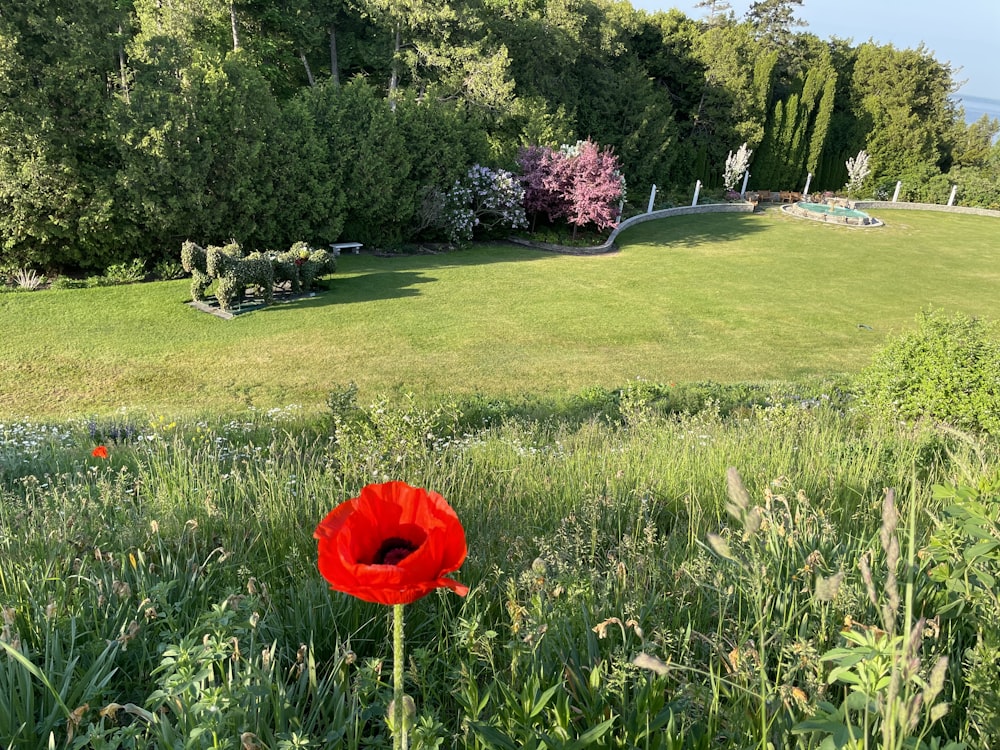 uma flor vermelha no meio de um campo gramado