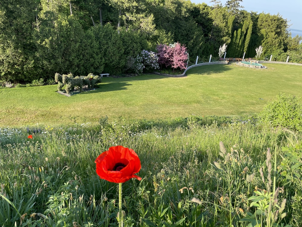 a red flower in the middle of a grassy field