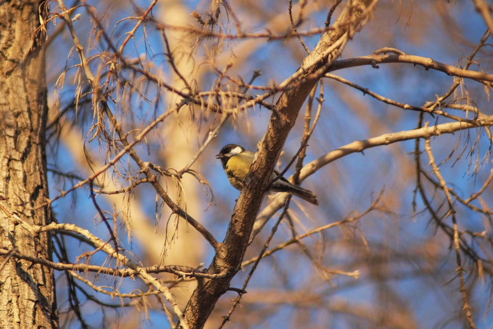 a small bird perched on a tree branch