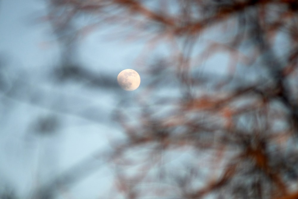 a full moon seen through the branches of a tree