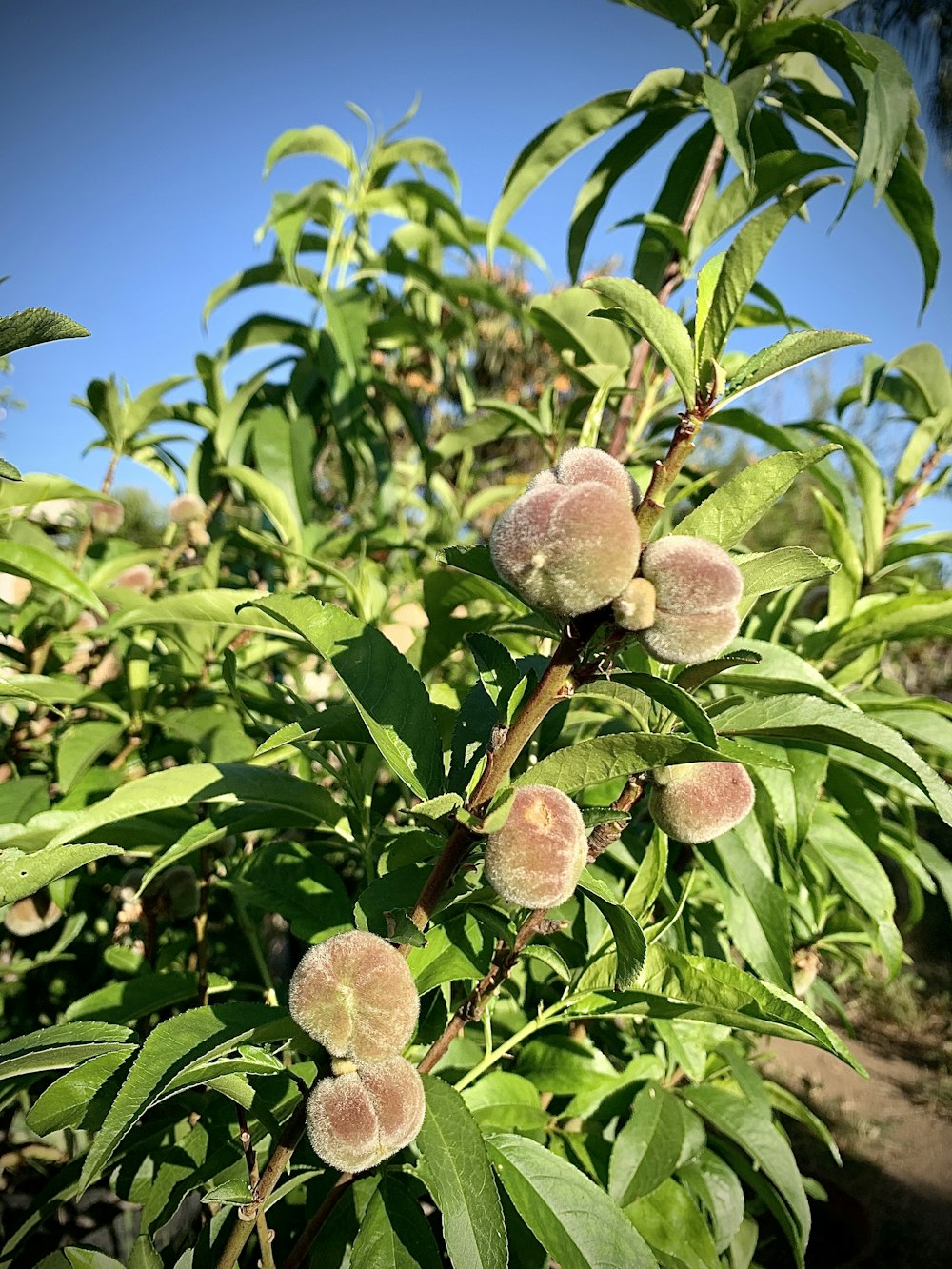 a bunch of fruit that are on a tree