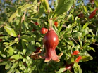 a close up of a tree with fruit hanging from it
