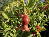 a close up of a tree with fruit hanging from it