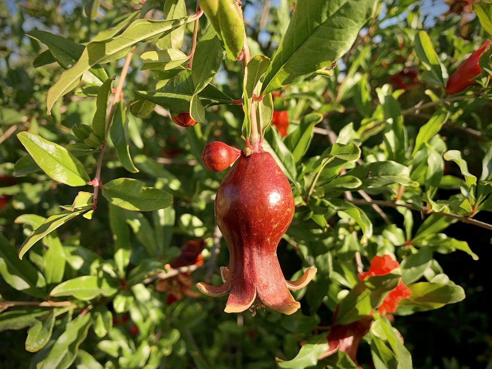 a close up of a tree with fruit hanging from it