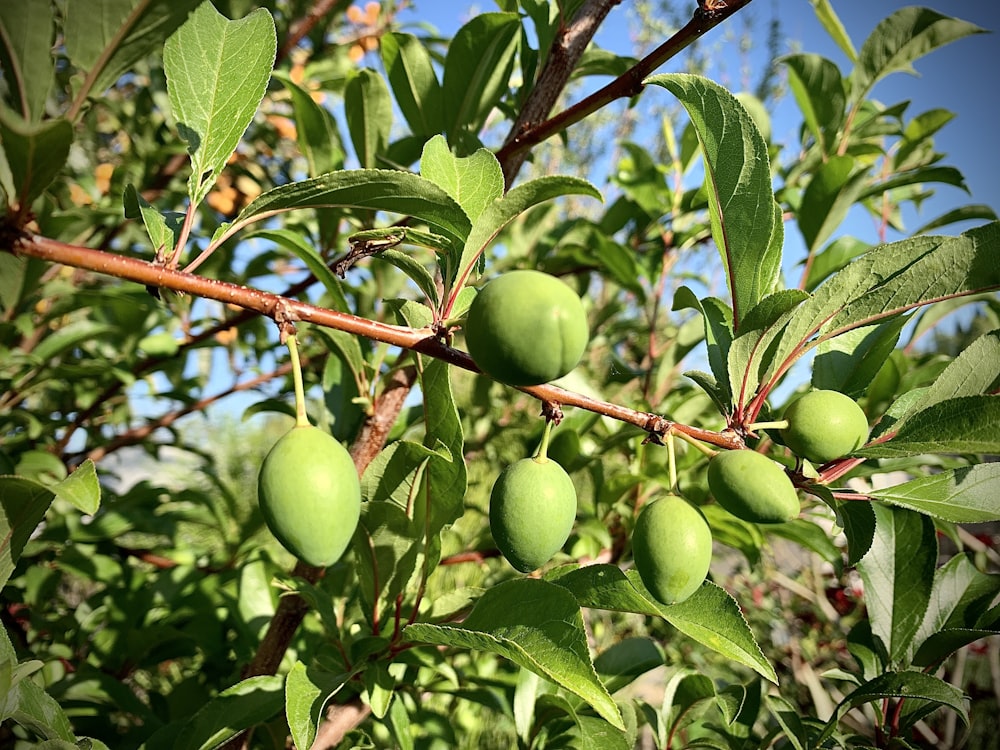 a close up of some fruit on a tree