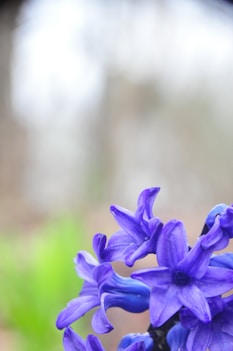 a close up of a purple flower with a blurry background