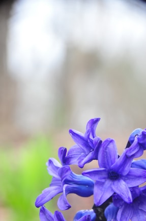 a close up of a purple flower with a blurry background