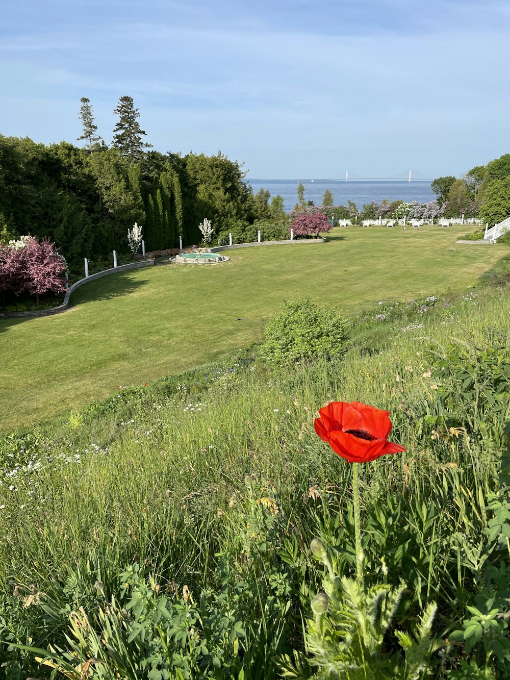 a red flower in a grassy field with a body of water in the background