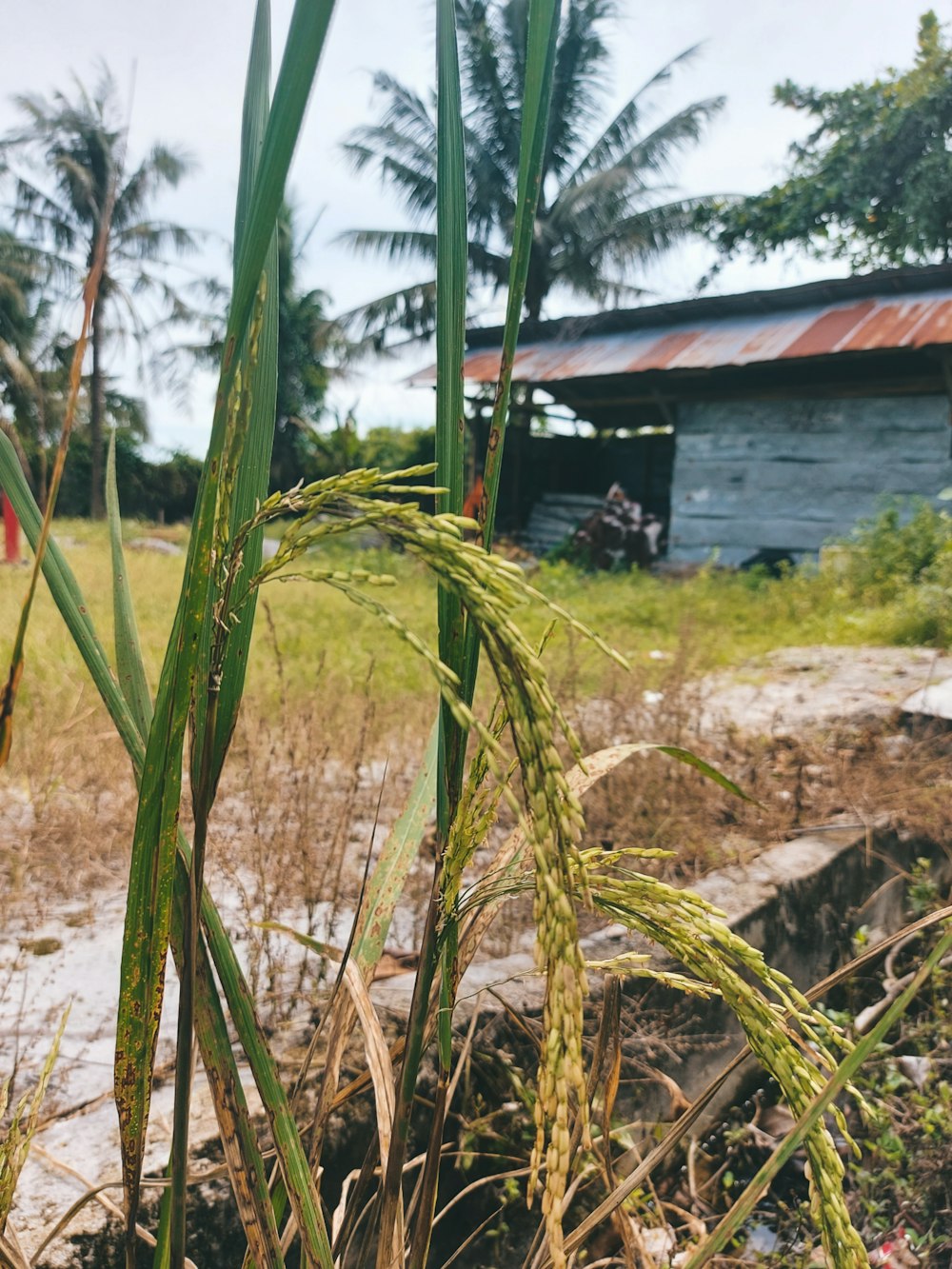 a field of grass with a building in the background