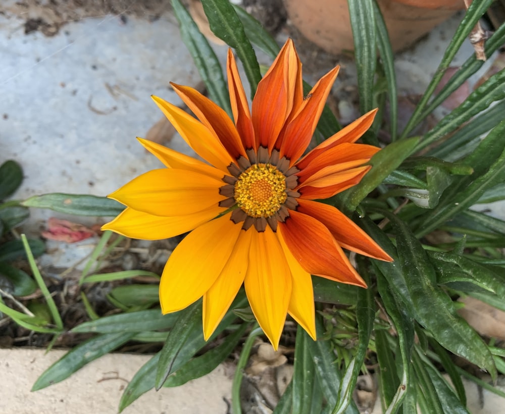 an orange and yellow flower with green leaves