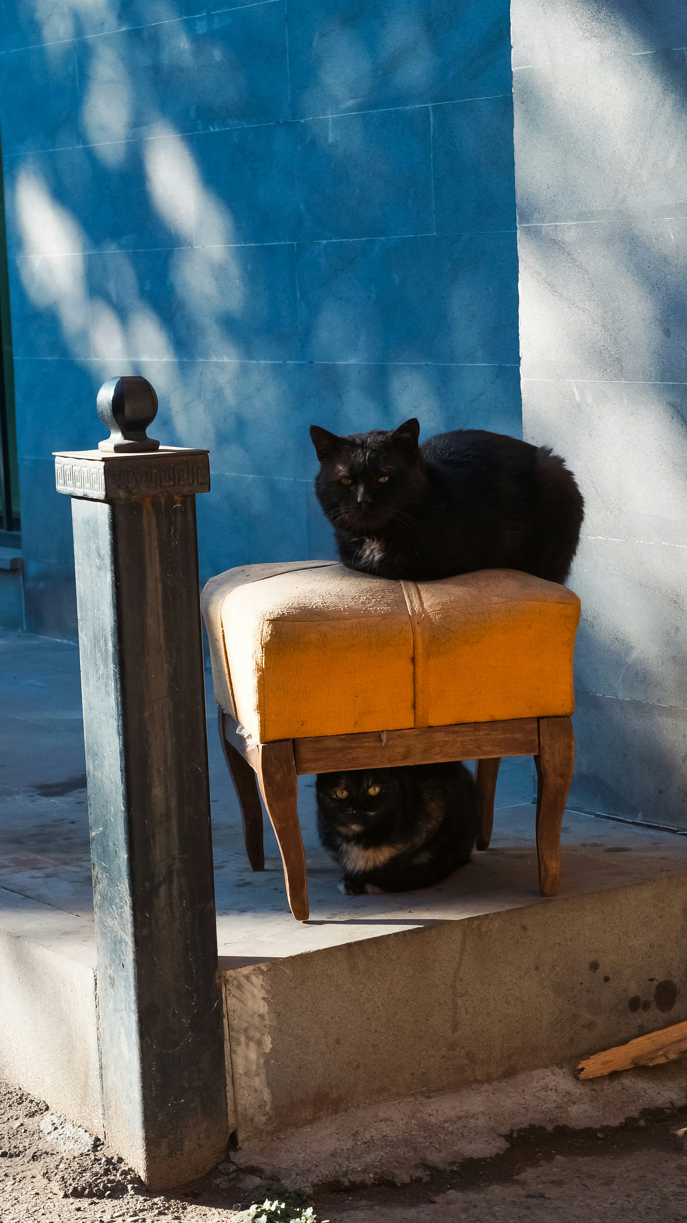 a black cat sitting on top of a yellow chair
