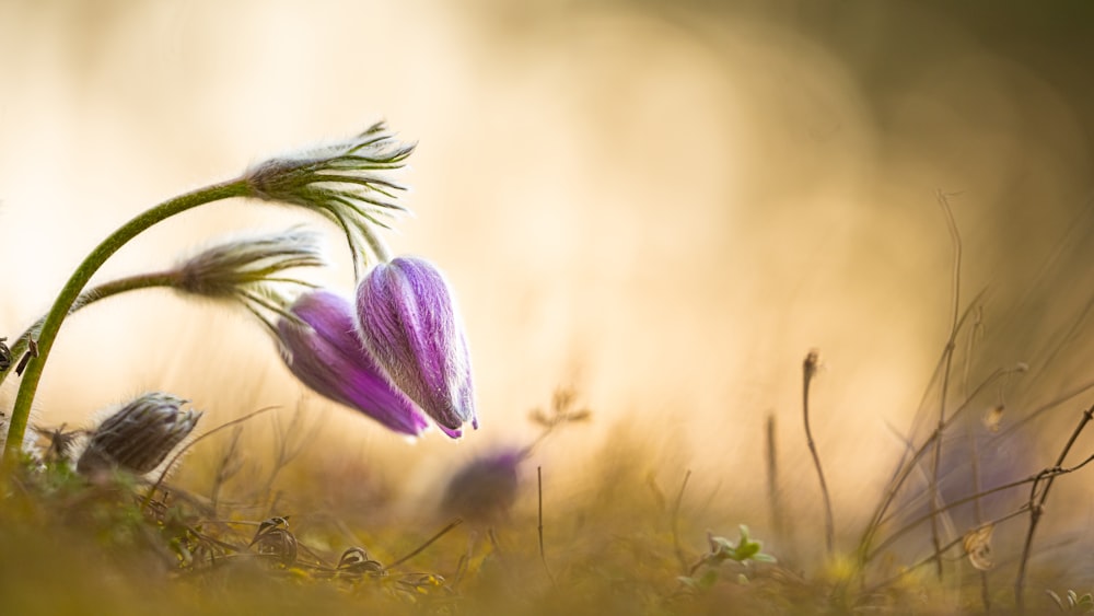 a purple flower sitting on top of a lush green field