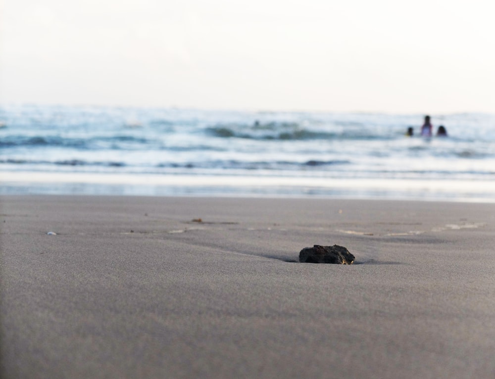 a small black object laying on top of a sandy beach