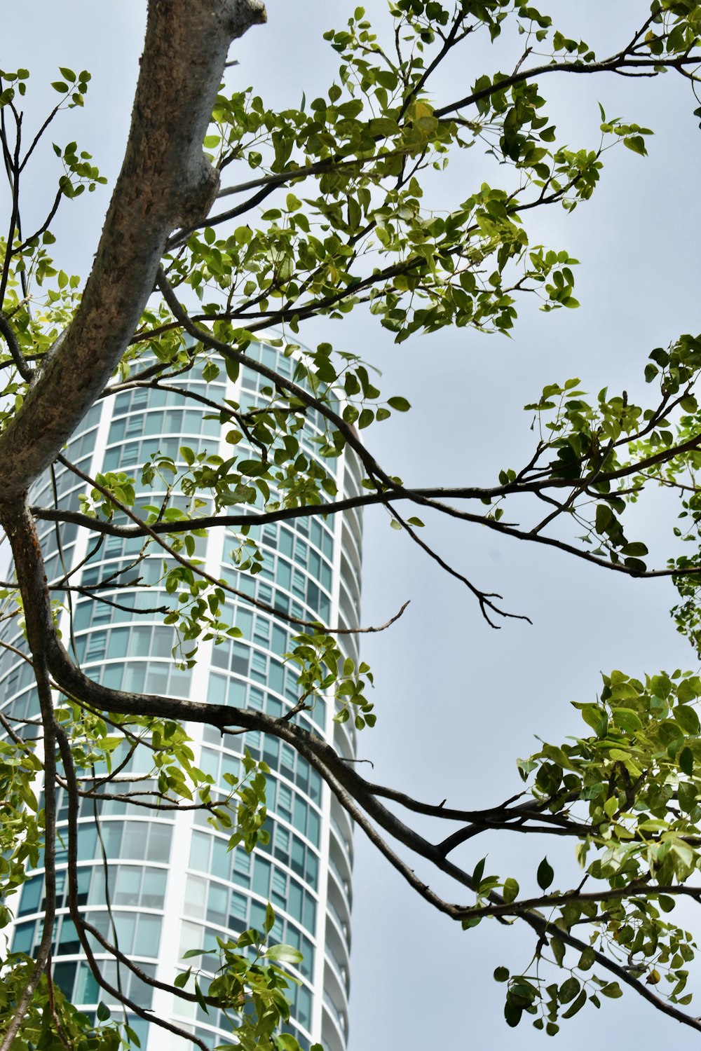 a tall building is seen through the branches of a tree