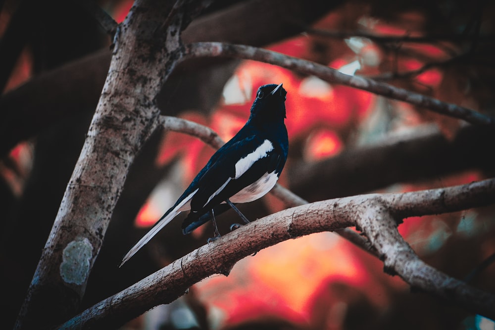 a black and white bird sitting on a tree branch