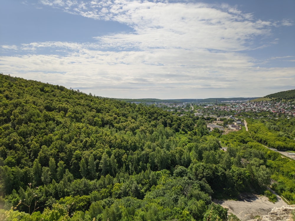 a lush green forest filled with lots of trees