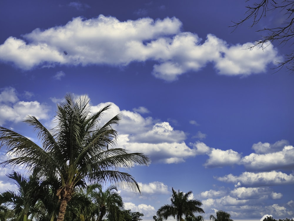 a blue sky with white clouds and palm trees