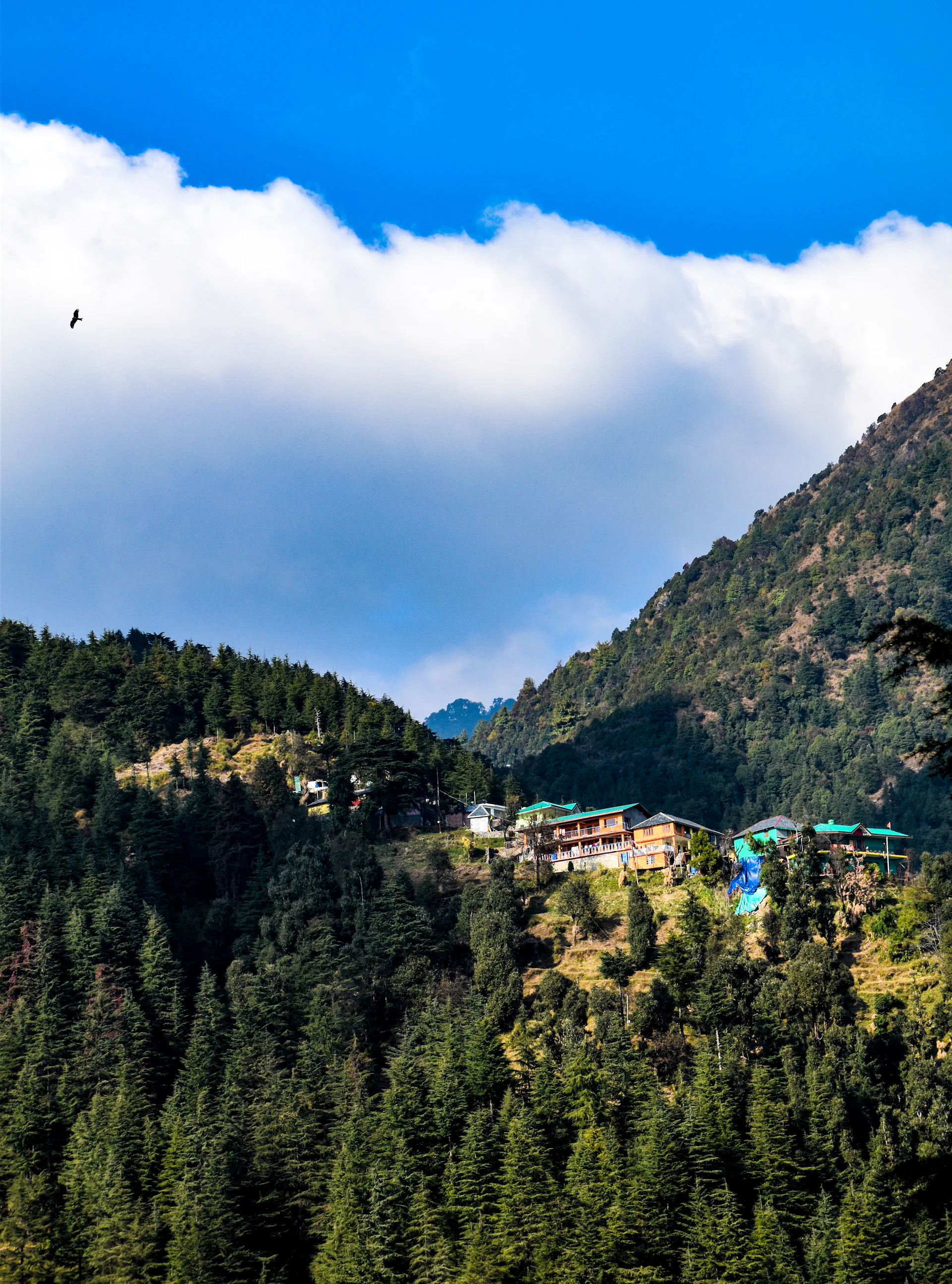 Guesthouses on a forested hillside in Himachal