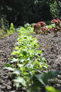 a garden filled with lots of green plants