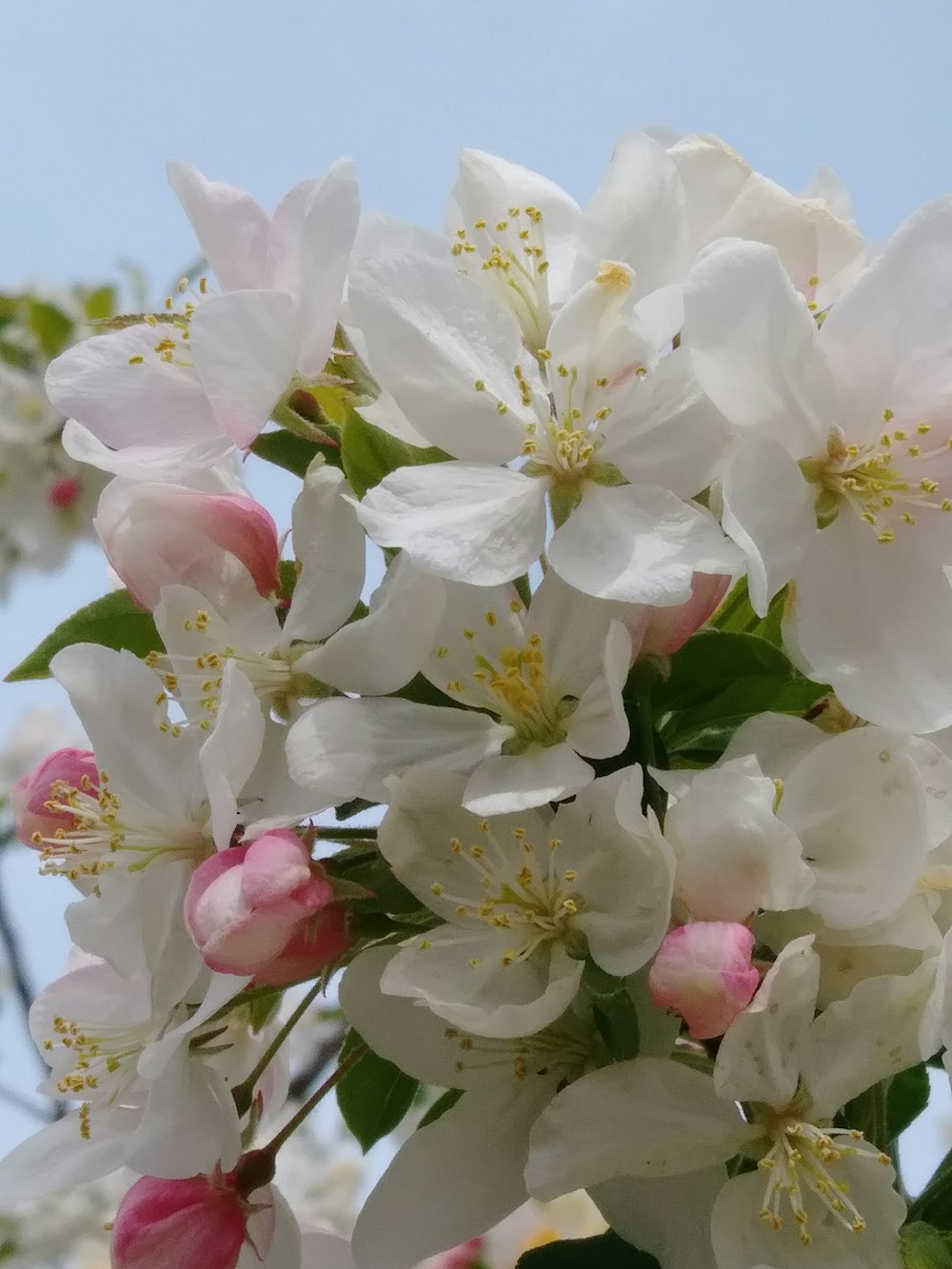 a bunch of white and pink flowers on a tree