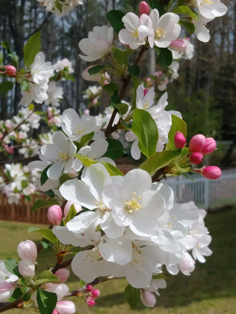 a tree with lots of white and pink flowers