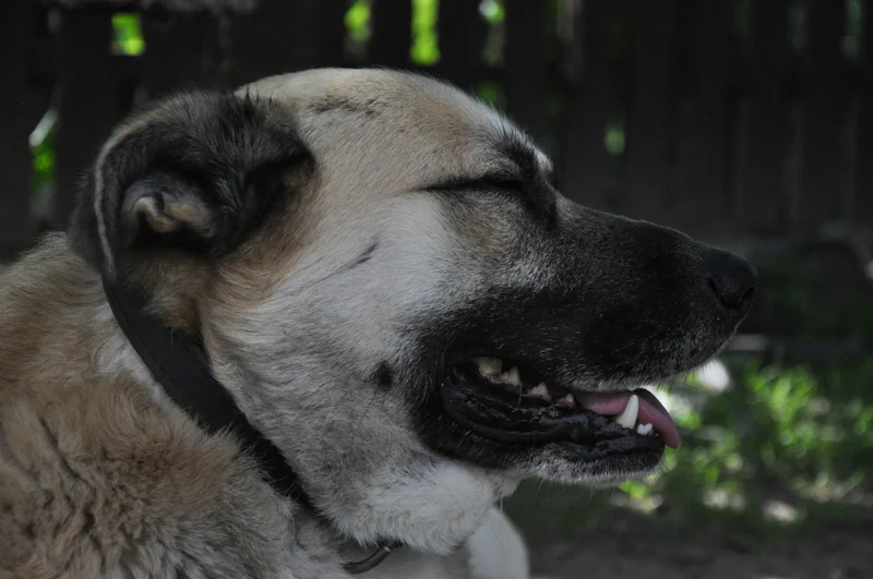 Bahçede uzanan bir Kangal köpeği