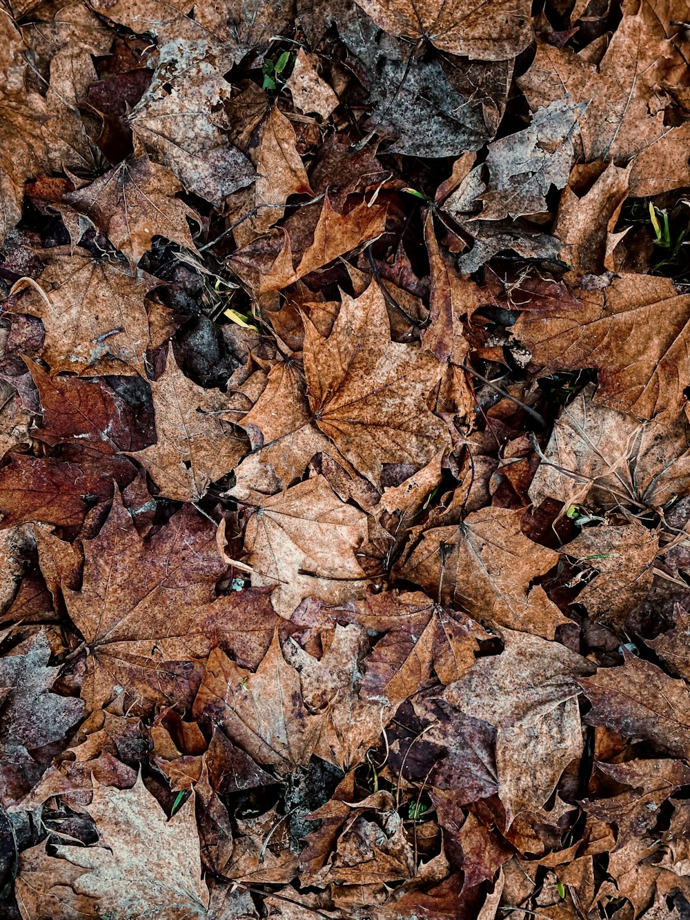 a bunch of leaves that are laying on the ground