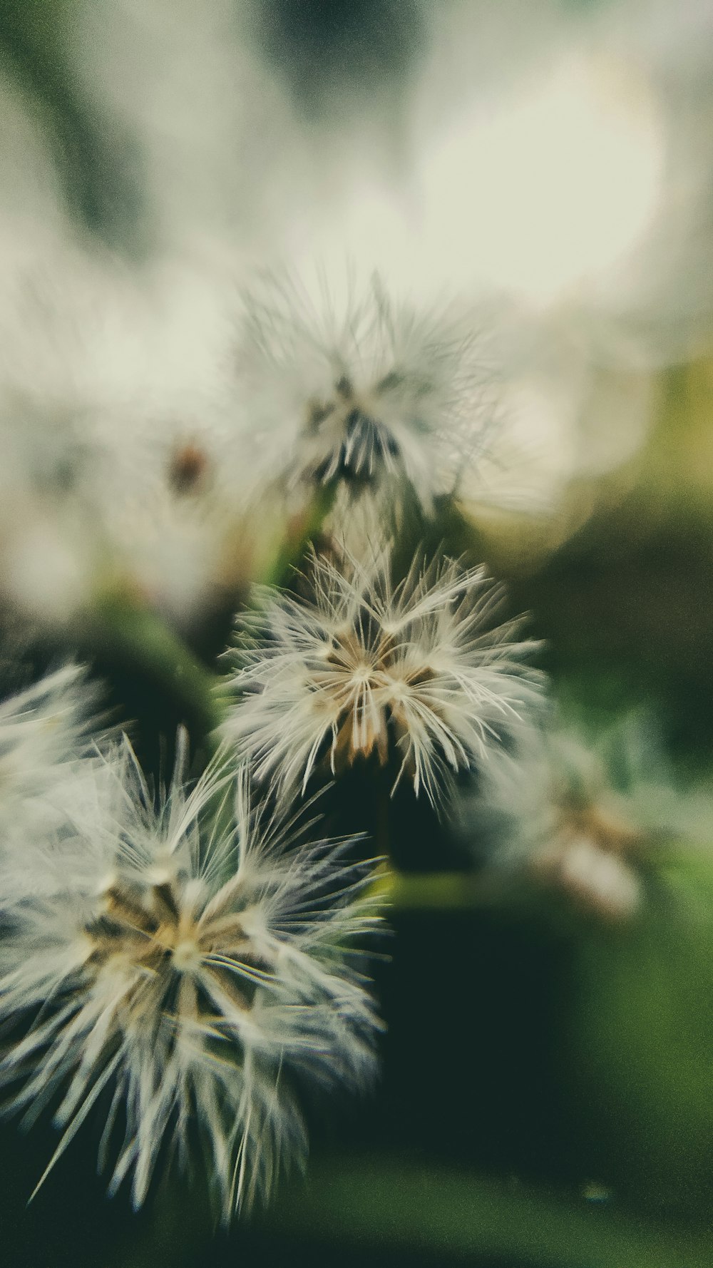 a blurry photo of a bunch of dandelions