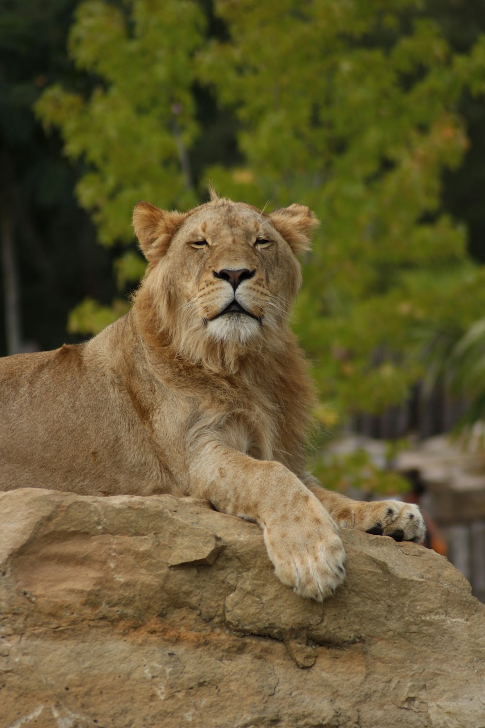 Un león acostado en la cima de una gran roca
