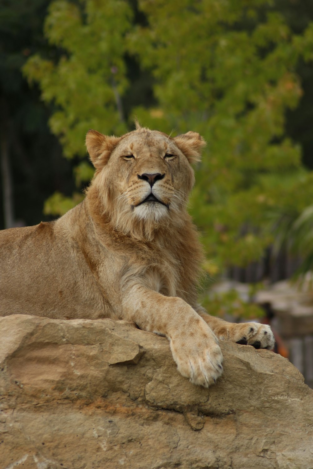 a lion laying on top of a large rock