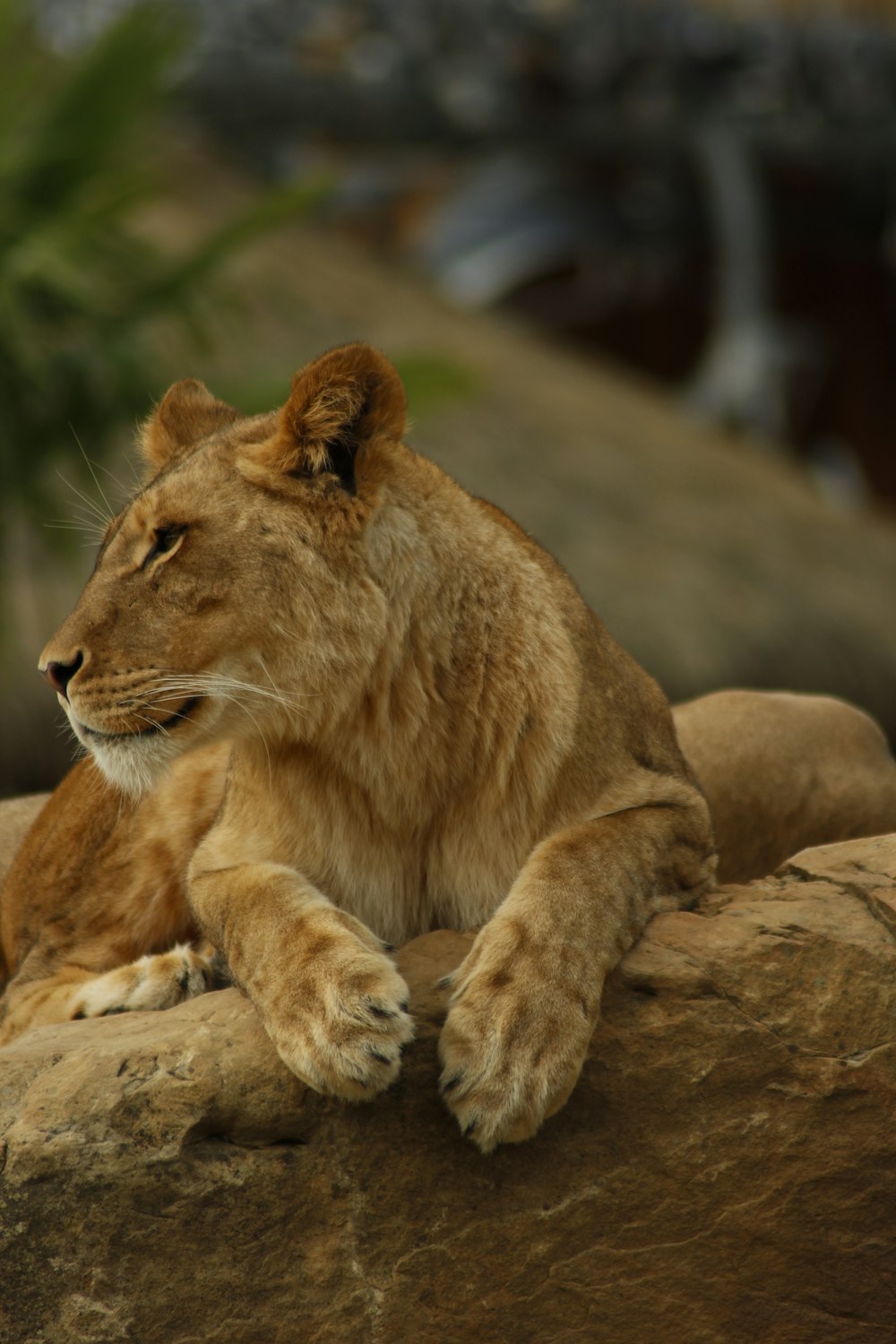 a lion laying on top of a large rock