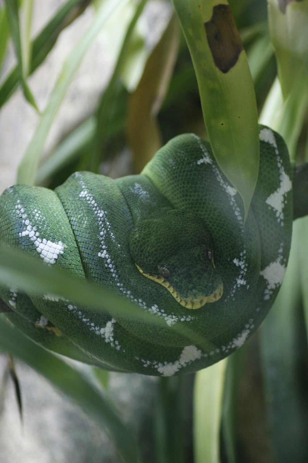 a green snake is curled up on a branch