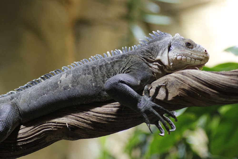 a large lizard sitting on top of a tree branch