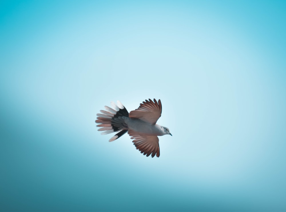 a bird flying in the sky with its wings spread