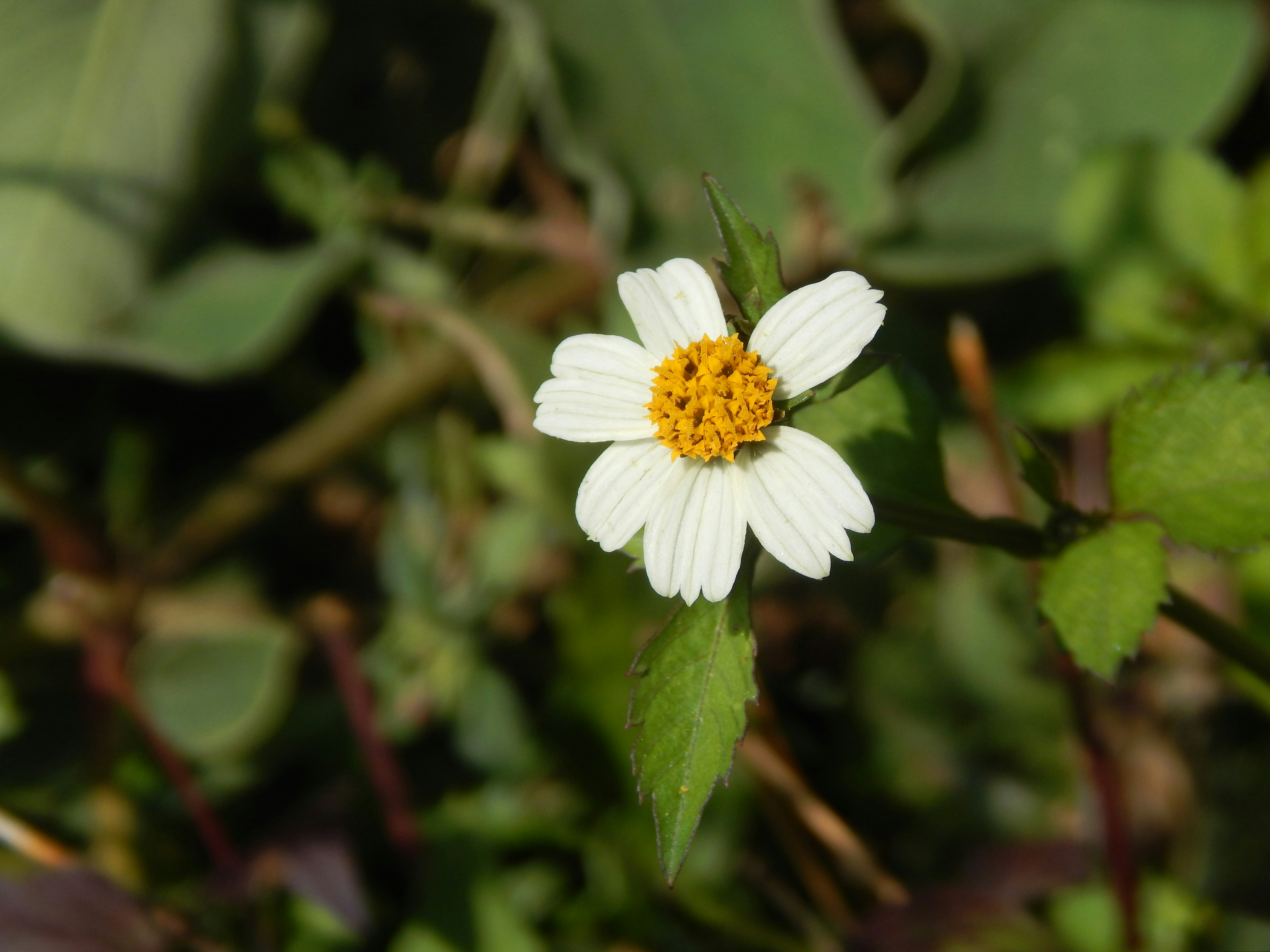 Photo by sandeeptripathi